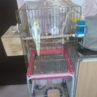 فروش سه جفت پرنده عروس. برزیلی. مرغ عشق