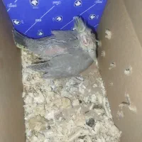 جوجه عروس سرلاکی