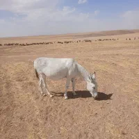 خری بسیار آرام برای گله