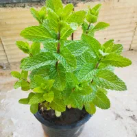 نعنا فرنگی و فلفلی