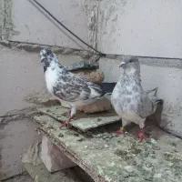 دوعددنرتیرماه|پرنده|اردبیل, |دیوار