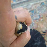 شاه سهره ۴گ ل نما زنجیری  بخون گشیده گل قفل