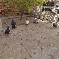 کبوتر سینه سیاه|پرنده|فسا, |دیوار