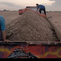 کودمرغ