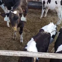 تعداد۱۷ راس گوساله قطع شیر دامداری درجه ۱