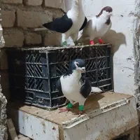 کبوتر رنگه پرشی وجفتی ساده وکلاغ نواری،وسار