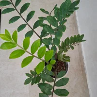 گل طبیعی