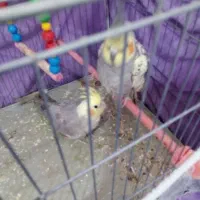 عروس هلندی سخنگو نر