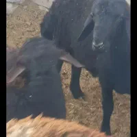 گوشت تازه بره نر|خوردنی و آشامیدنی|دهگلان, |دیوار