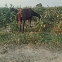 تقلی زیر قوچی