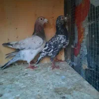 ۱۴ تا پرنده تبعیدی