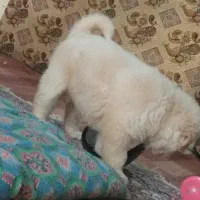 سگ پاکوتا کرمی|سگ|مشهد, طرق|دیوار