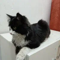 واگذاری گربه خانگی رایگان