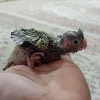 جوجه عروس سرلاکی|پرنده|گرگان, |دیوار