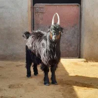 دوبر بزغاله بز بره میش قوچ دوبری|حیوانات مزرعه|قم, شاه ابراهیم|دیوار