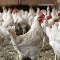 مرغ وخروس برای قربانی ورفع بلا
