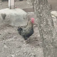 یک راس خروس سالم و چاق