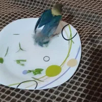 گمشده در محدوده  بلوار فضل