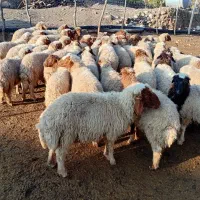 فروش بره شیری و بره بزرگ|حیوانات مزرعه|بدره, |دیوار