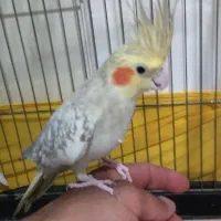 عروس هلندی نر گلباغلی