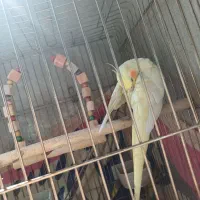 دو عدد عروس هلندی ناز زرنگ باهوش بازیگوش