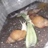 حلزون مولد|خزنده|شیروان (خراسان), |دیوار