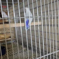 طوطی کوتوله بالفلالو|پرنده|بندرعباس, |دیوار