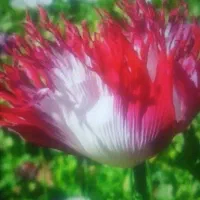 دانه دارو محلی