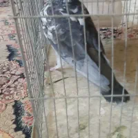 کبوتر|پرنده|شیراز, جانبازان|دیوار