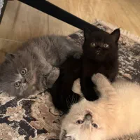 گربه اسکاتیش