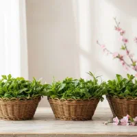 سبد سبزی|ظروف سرو و پذیرایی|مرند, |دیوار