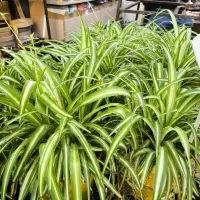 گل و گیاه آپارتمانی گندمی