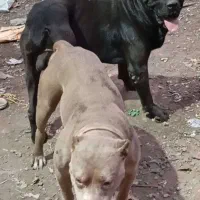 واگذاری توله پیتبول