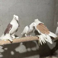 طوقی و پاپر