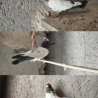 کبوتر کله دار کله دم سبز