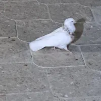 جفت طوقی و چهار کفتر پرشی