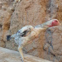 تعداد دو عدد مرغ و دو عدد خروس لاری|حیوانات مزرعه|تربت جام, میان جام|دیوار