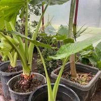 بابا آدم|گل و گیاه طبیعی|آستانه اشرفیه, |دیوار