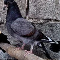 جوجه کبوتر پرشی