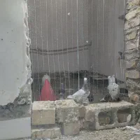 کفتر گراف سرور|پرنده|تربت جام, میان جام|دیوار