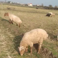 فروش بره نر|حیوانات مزرعه|تالش, جوکندان|دیوار