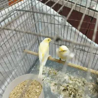 قناری جفت جوجه مهست|پرنده|اهواز, نیوساید|دیوار