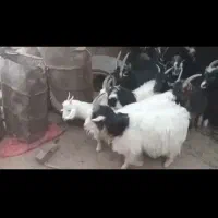 ۱۲راس بزغاله نر دونه ۲۵ کیلو