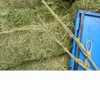 یونجه|لوازم جانبی حیوانات|سرپل ذهاب, |دیوار