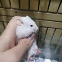 همستر بازیگوش