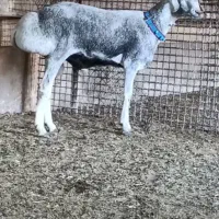 ۸ راس بره قوچی ماده ومیش چینی قندوزی اصیل افغان