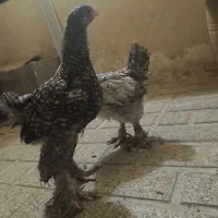 یک جفت نیمچه برهما کوکو واقعا با ابهت و زیبا