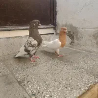 کبوتر 2جفت