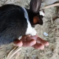 خرگوش بزرگ و کوچک|موش و خرگوش|بم, |دیوار