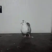 مخمل سوسنی ماده|پرنده|شیراز, آبیاری|دیوار